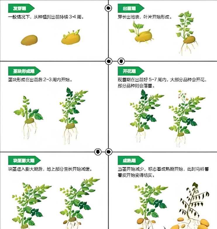 土豆種植秘籍-春種秋收，精準掌握黃金時間與技巧！