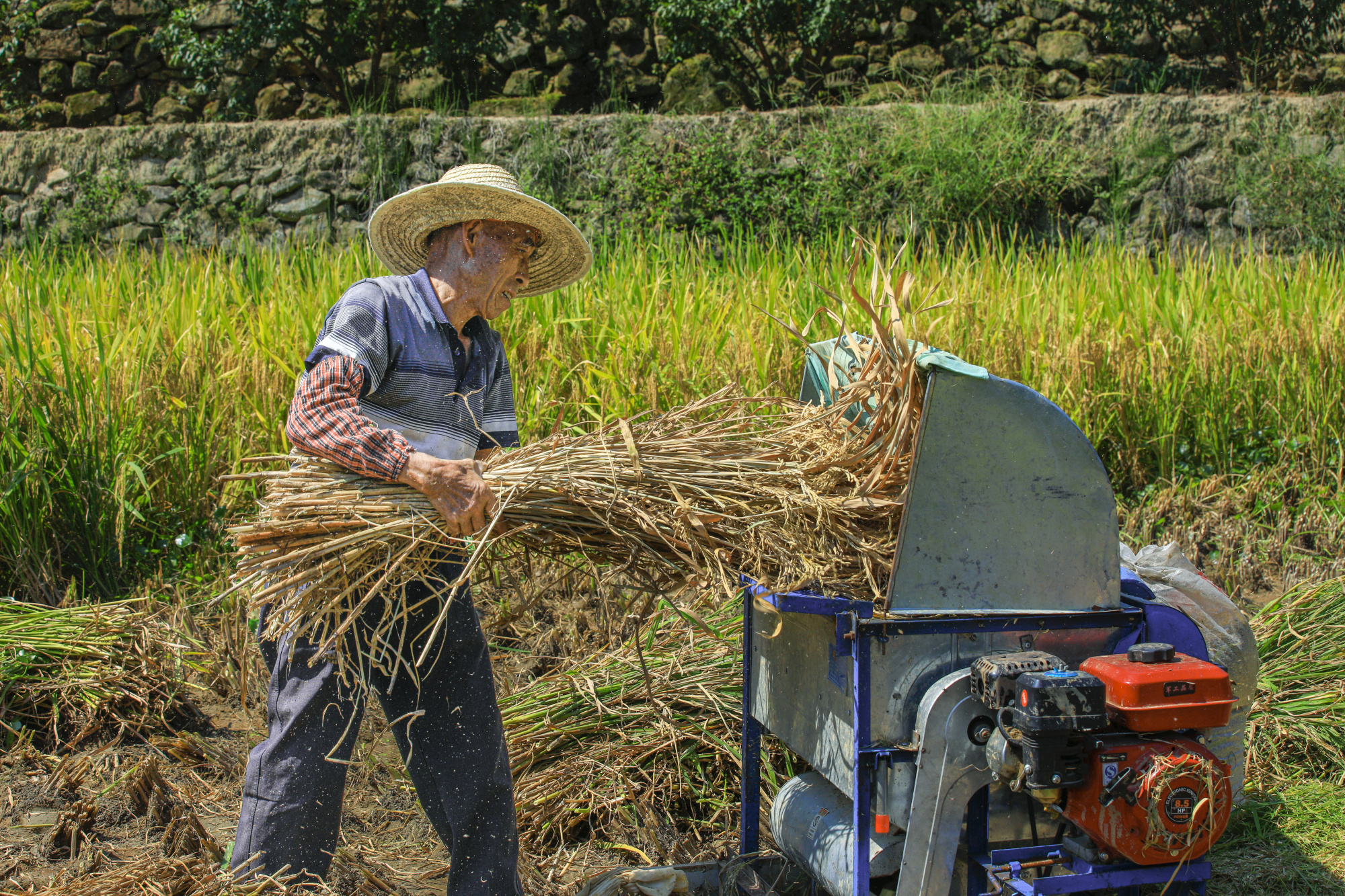 揭秘水稻成熟收割的黃金季節，如何把握稻香最佳收獲期？