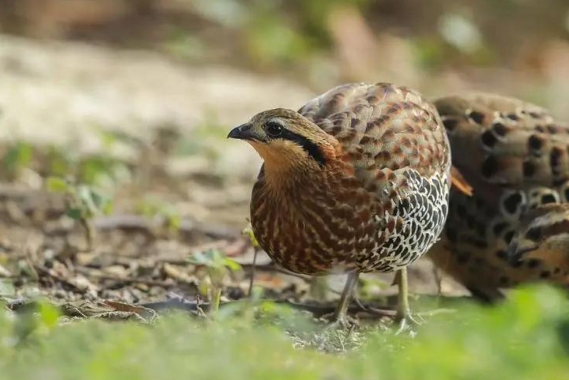 <strong>竹雞：非雞亦非鳥，揭秘竹雞的獨特習性與生態養殖技巧</strong>