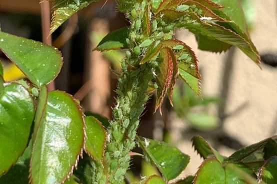 月季花：病蟲害防禦戰，從預防到治療，守護每一朵綻放