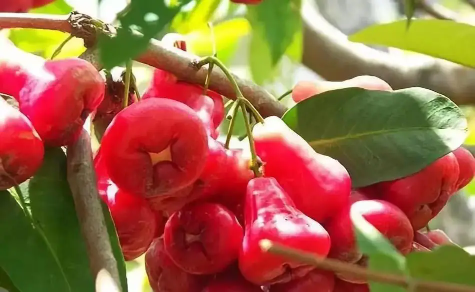 揭秘熱帶水果皇後-蓮霧，水果中的蓮花與清新魅力