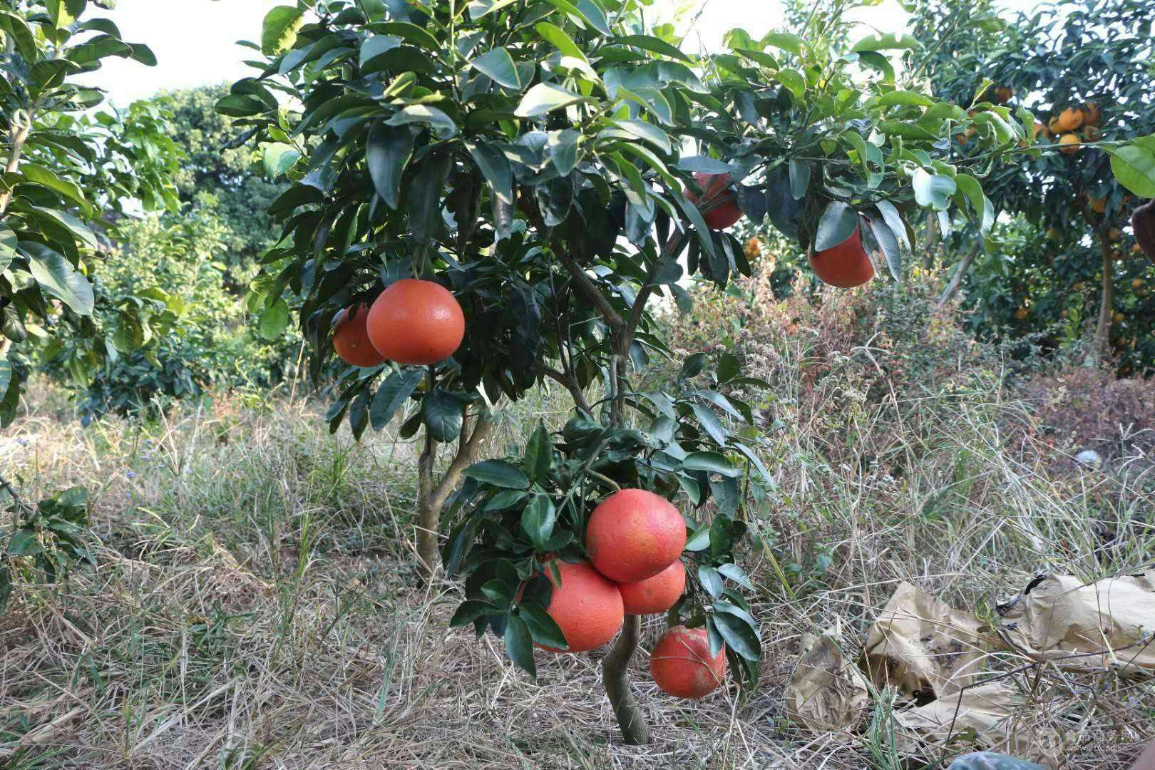 揭秘全球西柚最佳產地，品質與風味的巔峰之選