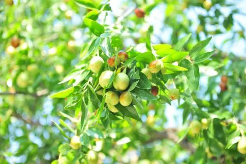 棗類雙嬌：蜜棗樹果實與紅棗的營養對比，探索健康營養的新選擇