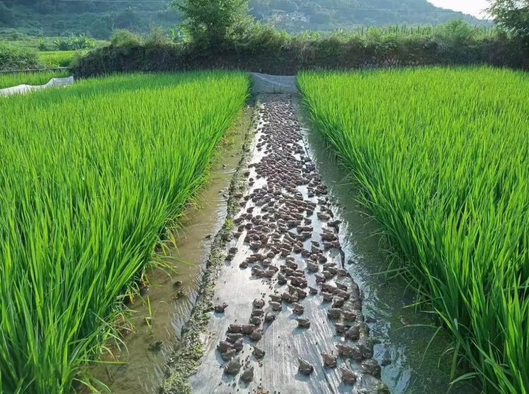 青蛙生態養殖技術生態條件與高效管理策略！