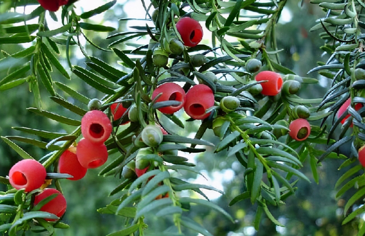 <strong>珍稀植物保護紅豆杉：國家一級保護植物的生態價值</strong>