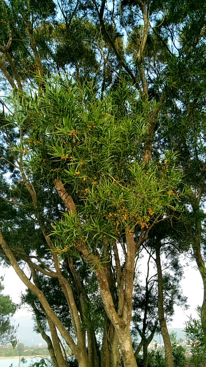 珍稀植物保護紅豆杉：國家一級保護植物的生態價值