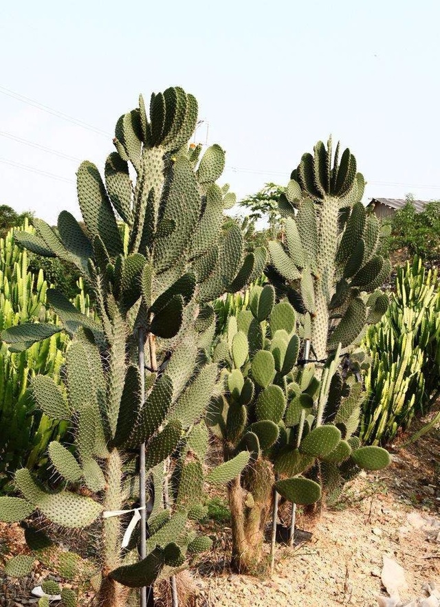 揭秘仙人掌究竟是草本植物還是隱藏的木本植物？