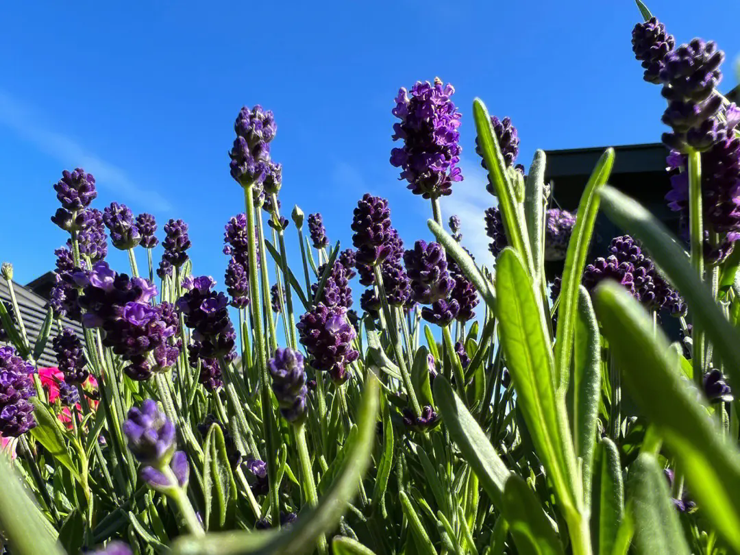 薰衣草播種時間與開花季節全解析，讓每一粒種子都綻放成紫色浪漫花海