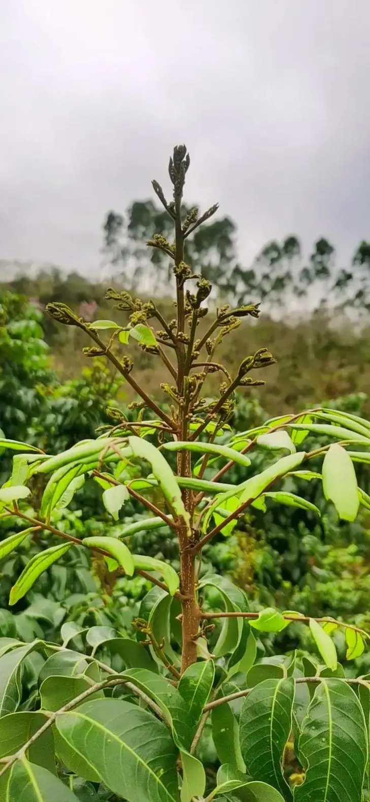 桂圓促花秘籍，打造繁花似錦的果園天堂