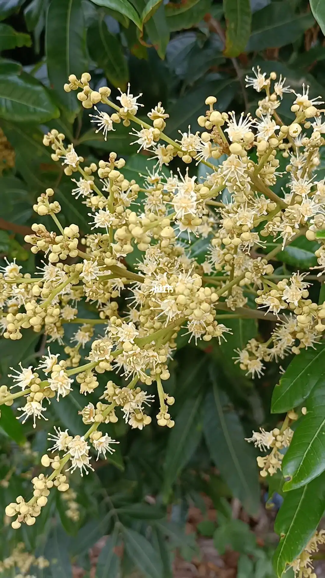 桂圓促花秘籍，打造繁花似錦的果園天堂