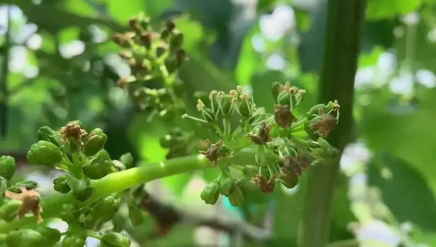 葡萄花開至碩果累累，揭秘“時間魔法”，品嚐自然的饋贈！