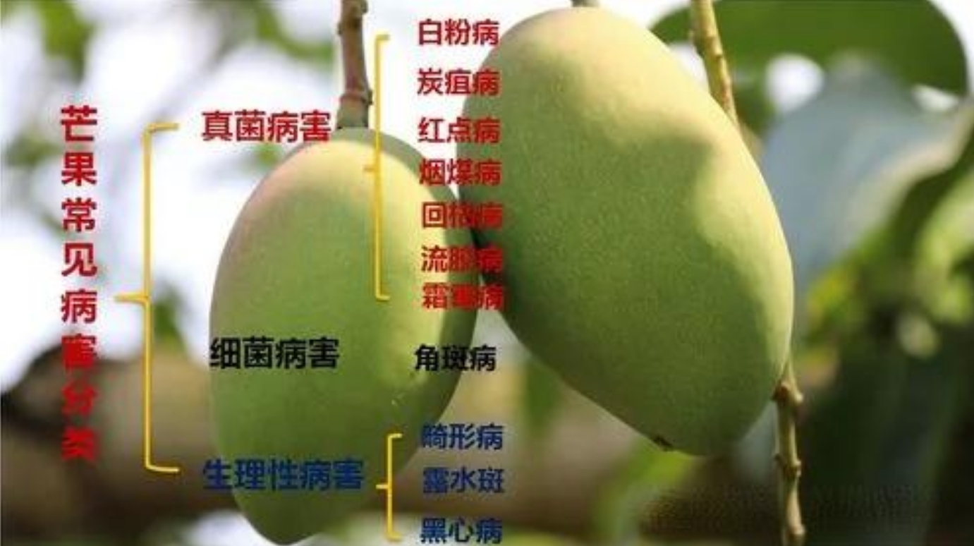 芒果樹蟲害防治指南，常見蟲害識別與對策，守護果園成果！