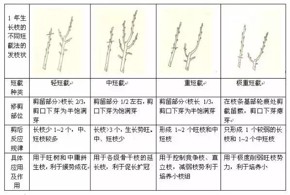 杏子樹修剪指南：春季剪枝，夏季修形，全年管理，促進果實豐收！