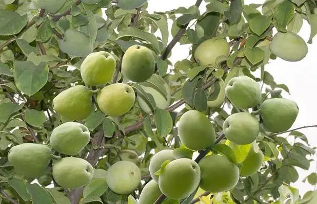 揭秘番木瓜與木瓜：植物學特性、食用價值及市場應用全解析