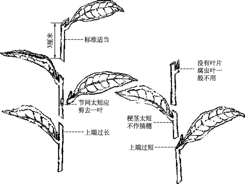 茶梅扡插全教程-綠葉新生，枝條魔法，實現茶梅扡插繁衍之美！