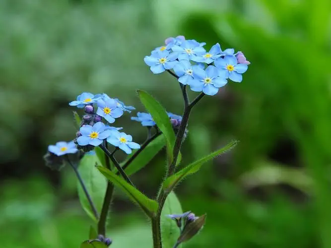 勿忘我鮮花養護-水潤心田，記憶永恒，揭秘鮮花保鮮的水養秘籍與文化寓意！