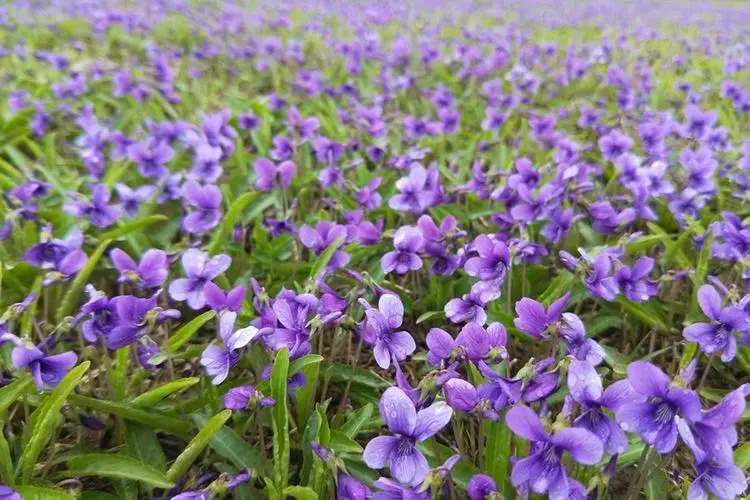 紫花地丁花期揭秘：花開時節春意盎然，探尋早春野花的秘密魅力！