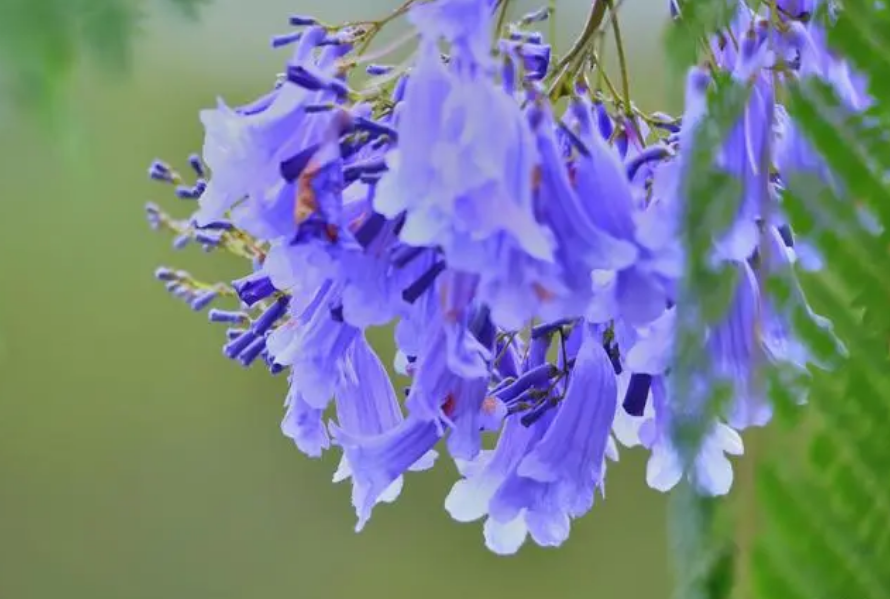 藍花楹花期揭秘；絢爛花期，紫色浪漫，揭秘城市綠化中的紫色浪漫與生態價值