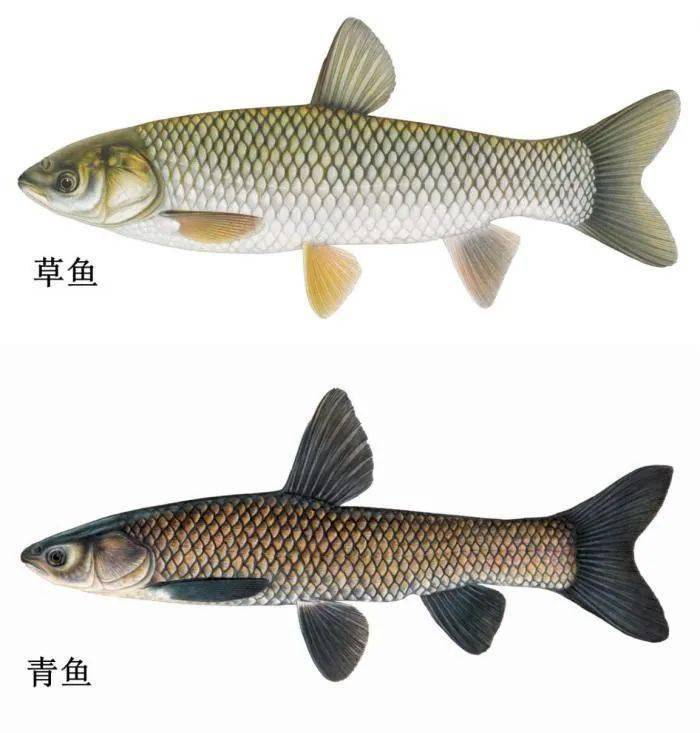 揭秘青魚VS草魚：從外觀到風味，全麵解析兩大淡水魚王的獨特魅力