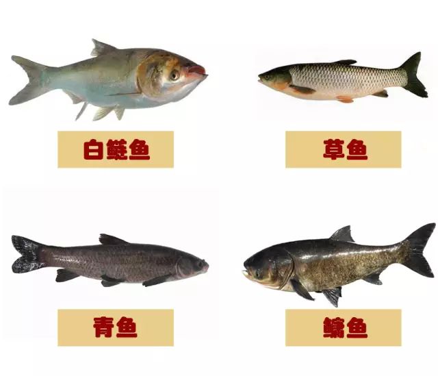 揭秘青魚VS草魚：從外觀到風味，全麵解析兩大淡水魚王的獨特魅力