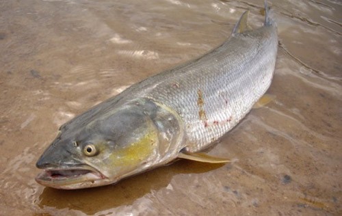 鱤魚大揭秘：從凶猛掠食者到餐桌美味，竟有如此轉變？