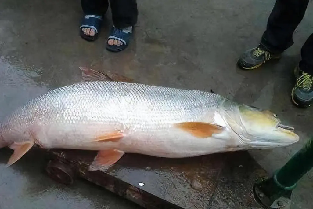 鱤魚大揭秘：從凶猛掠食者到餐桌美味，竟有如此轉變？