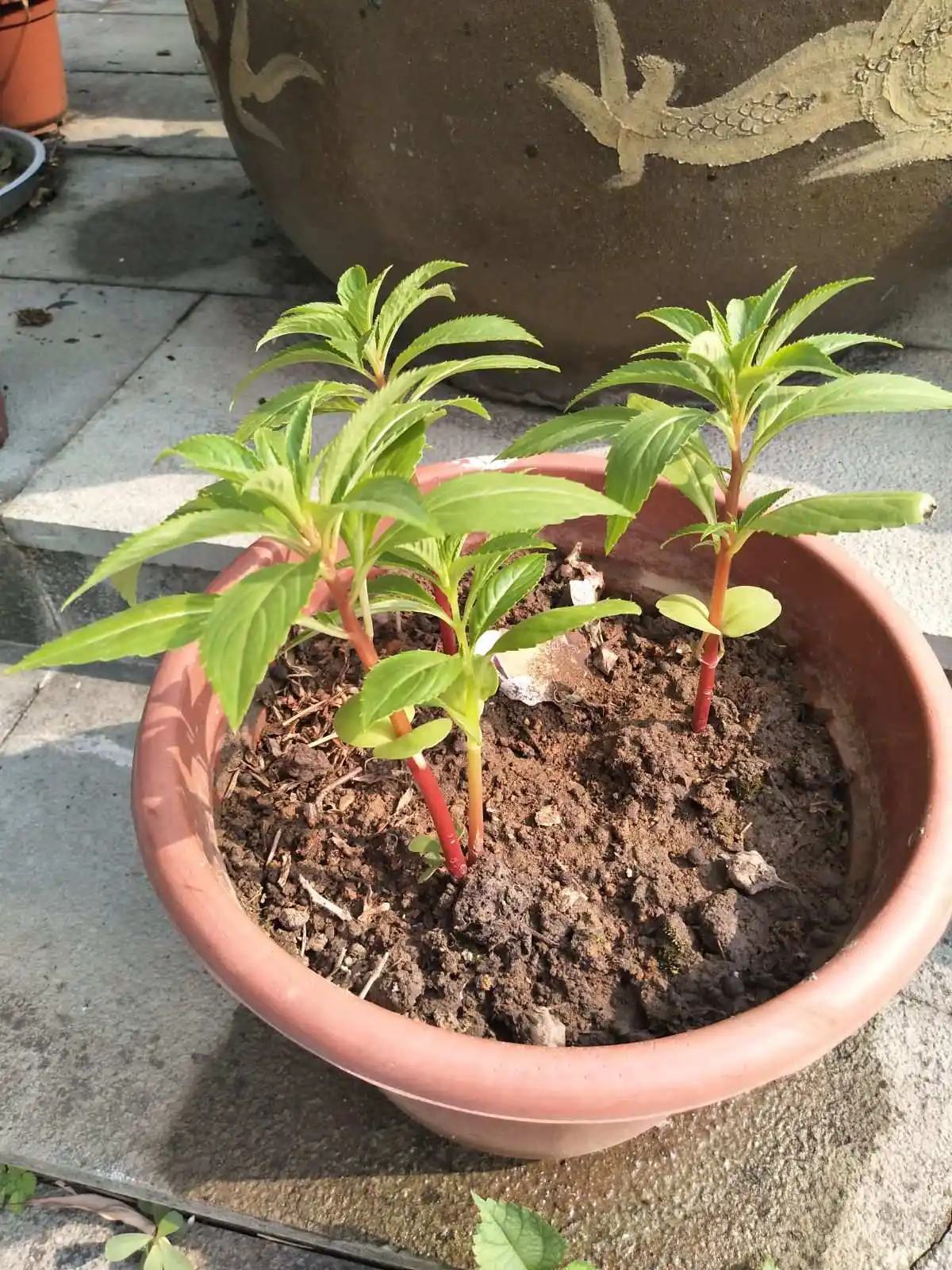 鳳仙花盆栽秘籍：輕鬆打造繁花似錦的陽台小花園！