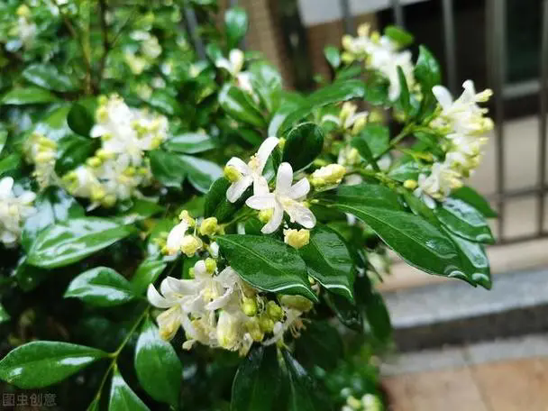 一嗅傾城！九裏香開花花期全揭秘，芬芳持久滿人間