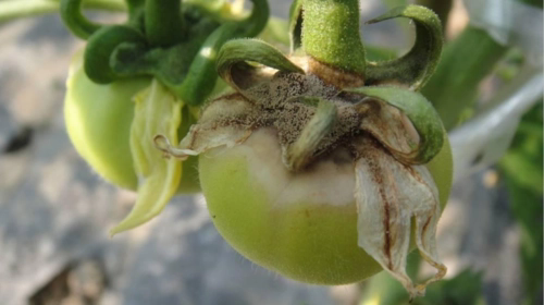 蔬菜灰黴病的症狀與防治方法，打造健康無病害的菜園