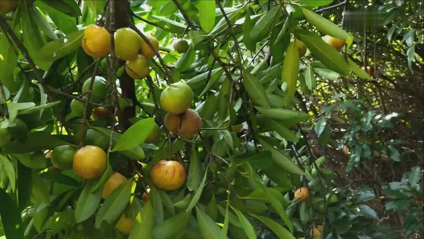 山竹樹形態特征與山竹樹圖片大全，領略獨特的山竹魅力！