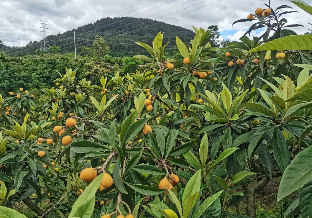 中國枇杷的黃金最佳原產地，為何這裏獨領風騷？