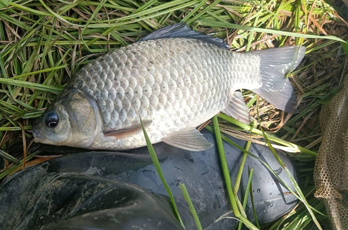 鯽魚-淡水精靈的傳奇，深入解析鯽魚與海洋魚的區別