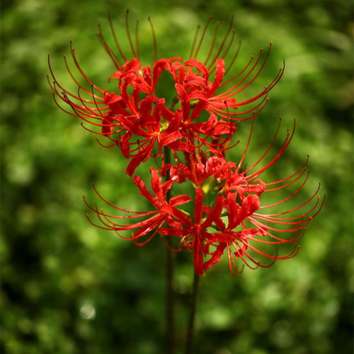 彼岸花種植養護寶典，創造理想生長環境，靜待喚醒幽冥之美花開