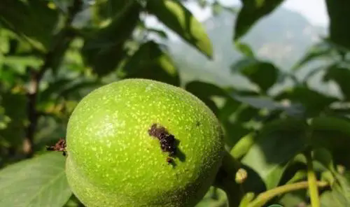 核桃黑斑病克星現身，最佳治療方案拯救你的綠色金庫！