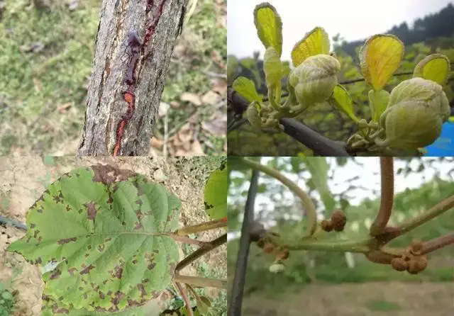 果樹潰瘍病症狀識別，專家指導預防措施，重建果園健康！