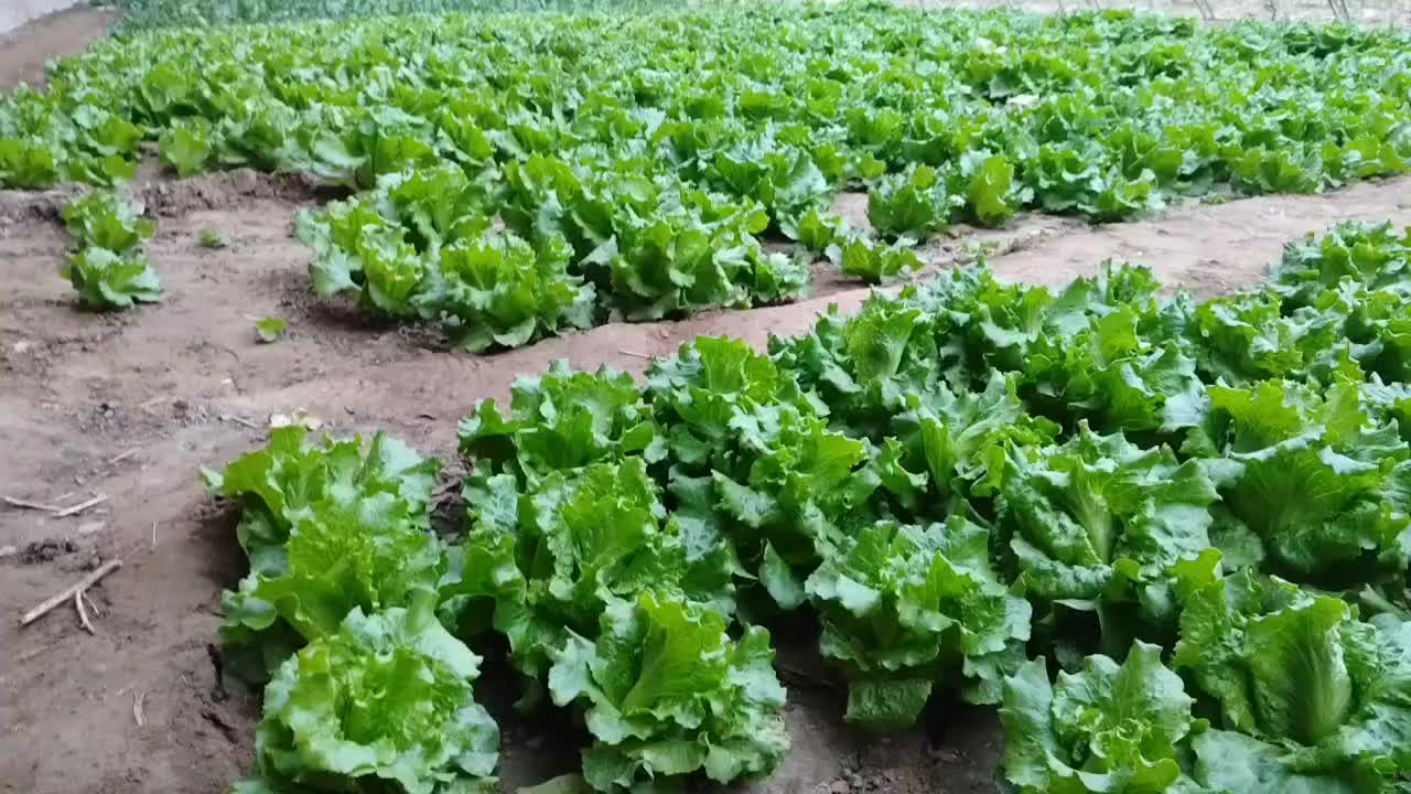 生菜種植日記：春季播種，秋季收獲，美味與健康兼得！