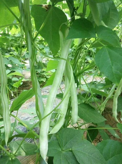 芸豆夏日餐桌上的綠色奇跡，最佳生長季揭秘！