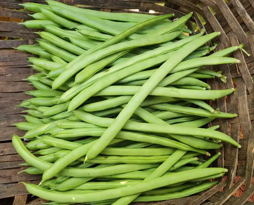 芸豆夏日餐桌上的綠色奇跡，最佳生長季揭秘！