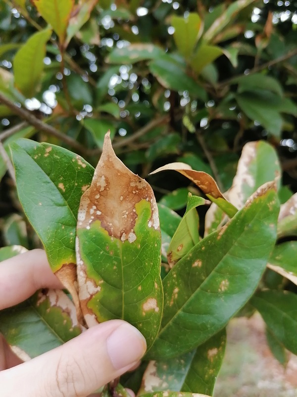 桂花樹：當葉子開始幹枯掉落，緊急救援行動全紀錄！