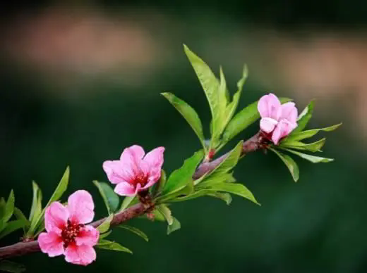 <strong>桃花先開花後長葉，時間萬物順序背後的生態策略</strong>