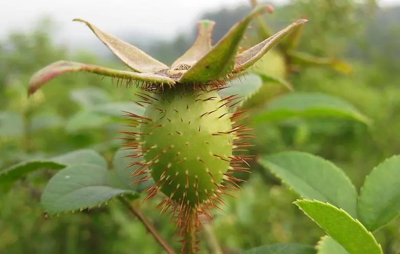 <strong>金櫻子帶刺的誘惑，細數其作為藥食兩用植物的非凡之處！</strong>