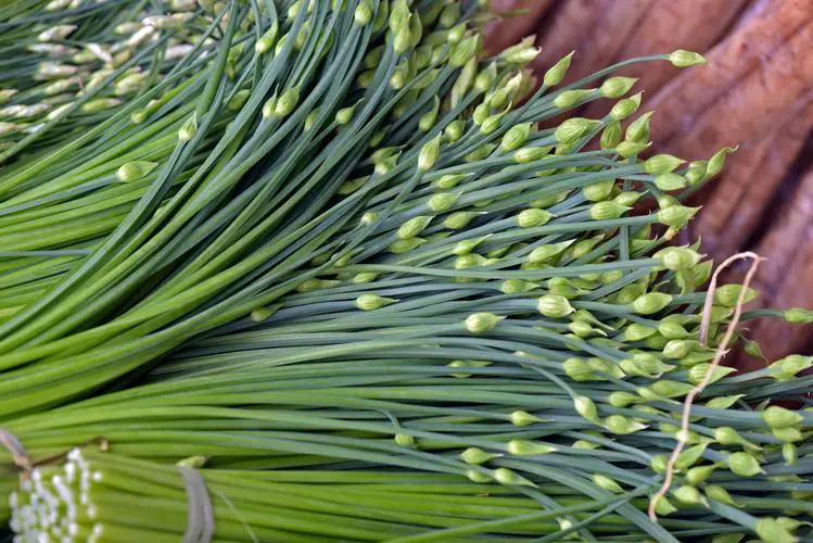 韭菜與韭菜花同根不同魂，一場關於味道與營養的綠色探索