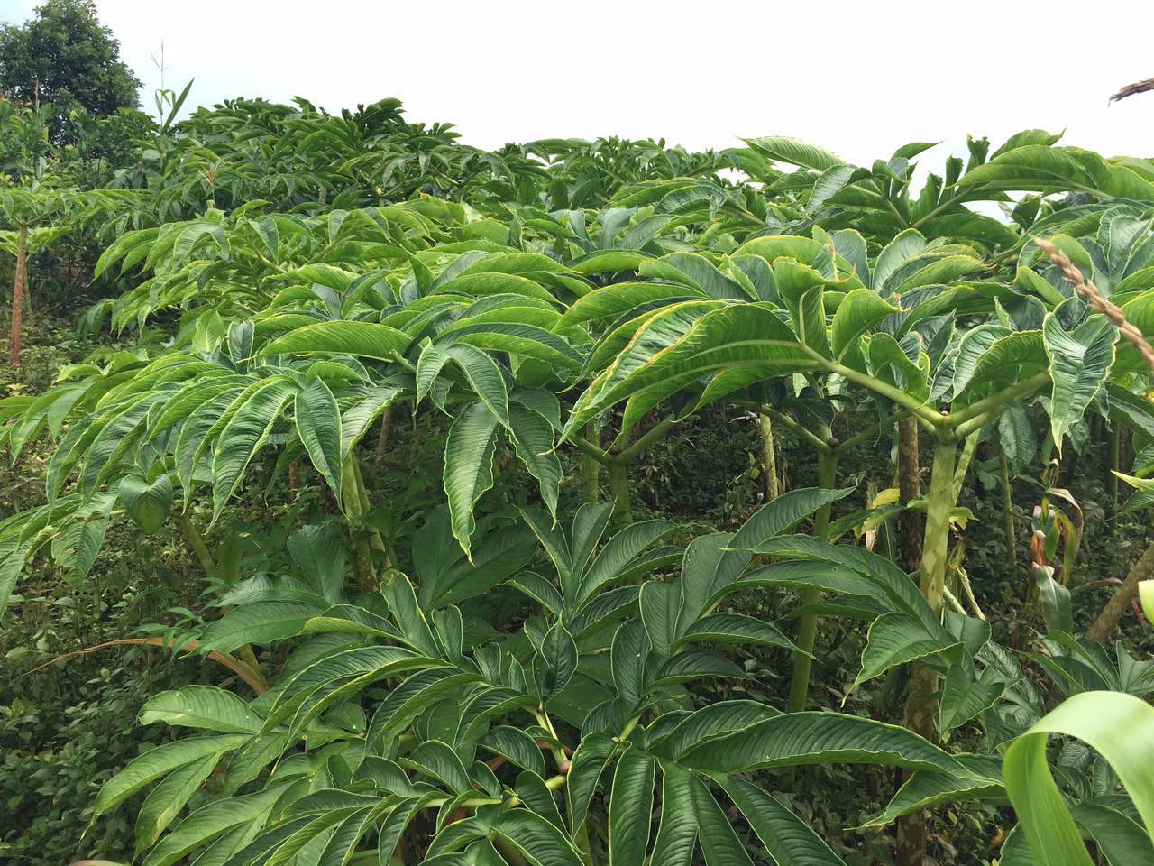 震撼醜八怪！高清大圖帶你走進魔芋的世界，了解它的全部秘密