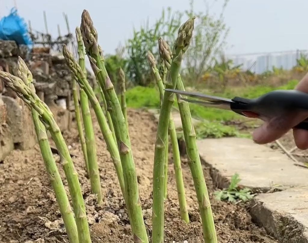 <strong>蘆筍種植全攻略：掌握時間與方法技巧，收獲營養與財富的雙重</strong>