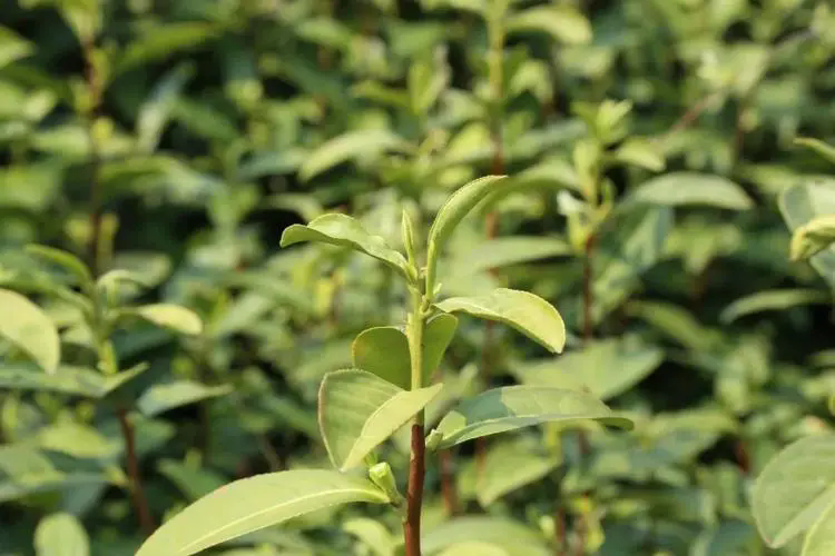 茶色生香-茶葉種植種類大盤點，圖片大全展現茶的色彩斑斕！