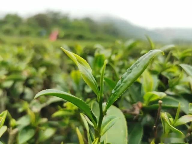 茶色生香-茶葉種植種類大盤點，圖片大全展現茶的色彩斑斕！