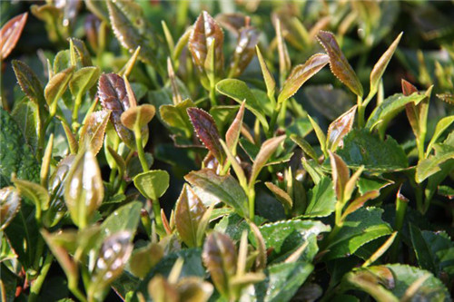 茶色生香-茶葉種植種類大盤點，圖片大全展現茶的色彩斑斕！