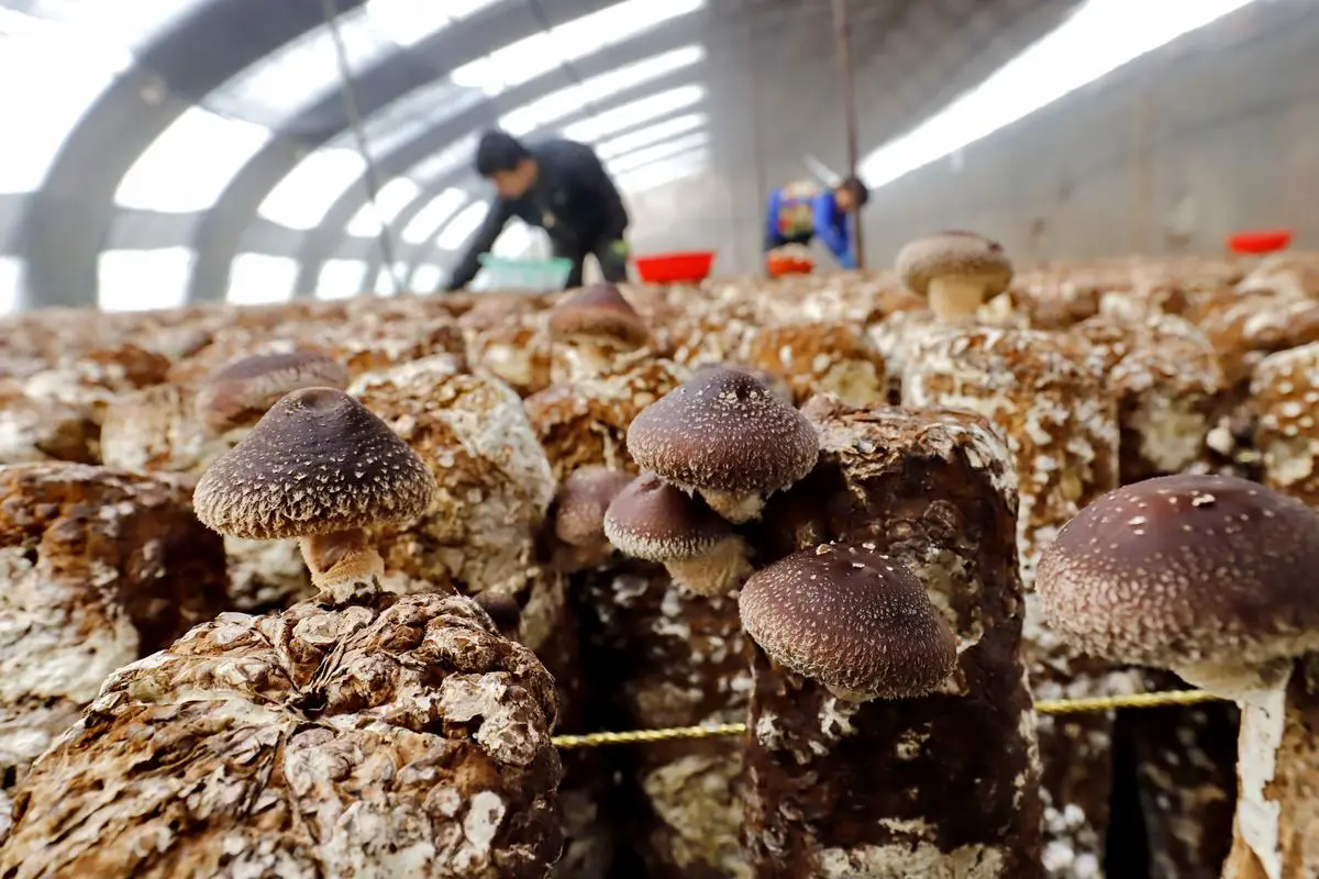 食用菌種植技術要點大公開，從選種到收獲，創造高產與品質的雙贏！