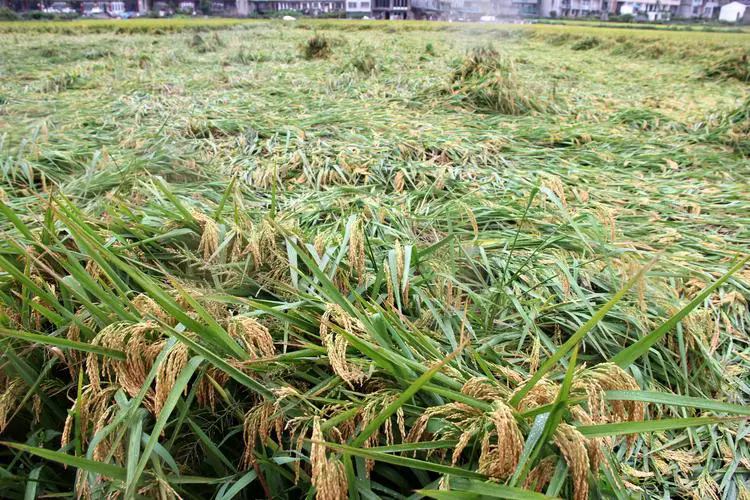 水稻強身術-抗倒伏寶典：合理密植與科學施肥，守護每一寸稻田的豐收夢想！