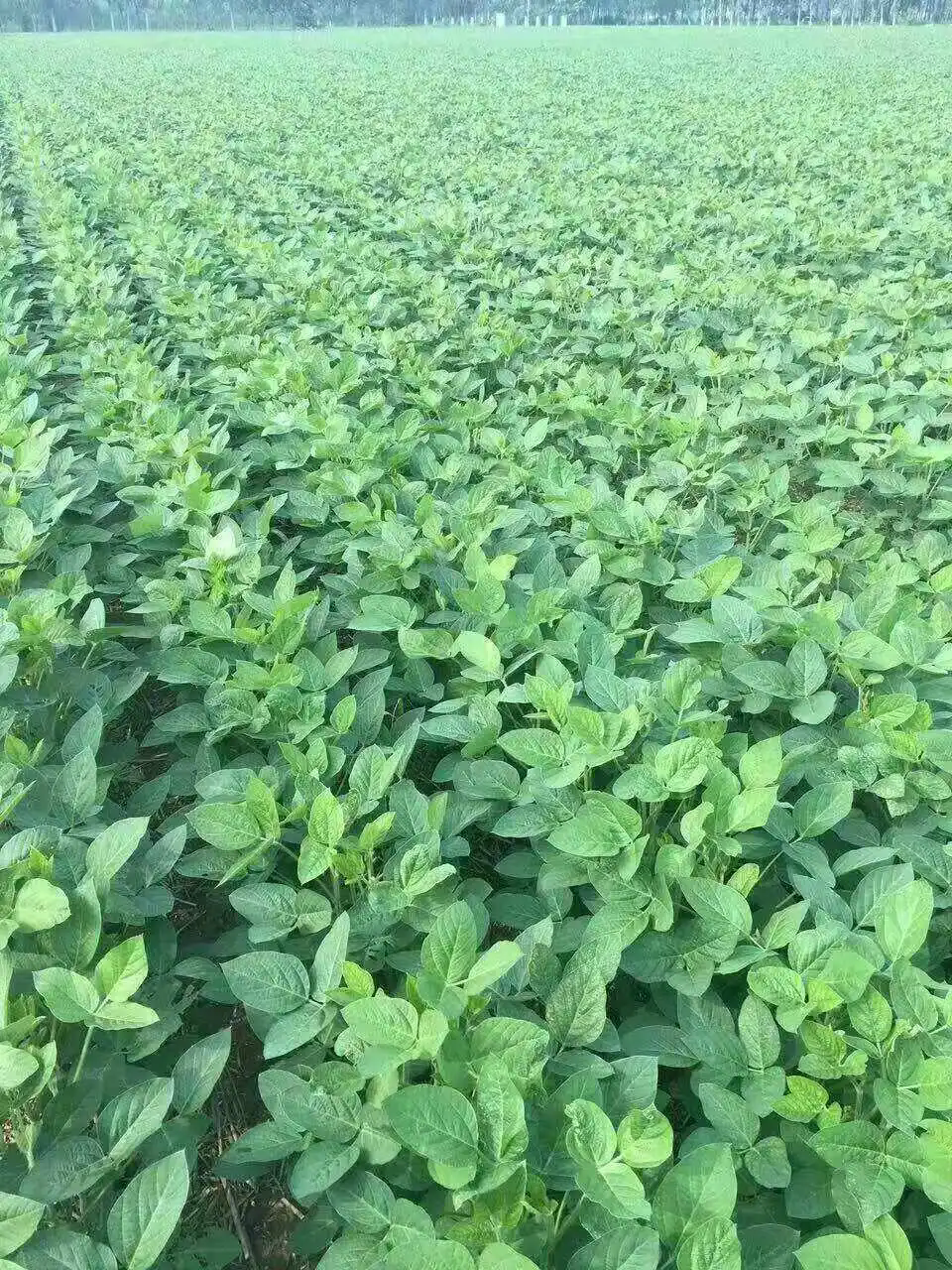 黑豆種植時間表：探索黑豆種植的播種良機，迎接秋天的豐厚回報！